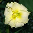 Hemerocallis President Hadley